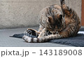 A typical scene of a cat sitting and grooming itself. 143189008