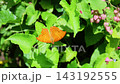 Orange butterfly rests on broad green leaf, slowly opening and closing its patterned wings. Vivid insect shifts position among lush foliage and small pink blossoms in bright natural light. 143192555