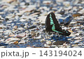 A swallowtail butterfly drinking water. 143194024
