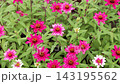 百日草 143195562