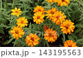 百日草 143195563
