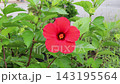 槿 143195564