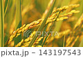 Golden rice stalks shining in the setting sun, harvest time. 143197543