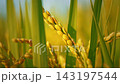 Golden rice stalks shining in the setting sun, harvest time. 143197544
