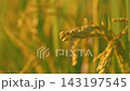 Golden rice stalks shining in the setting sun, harvest time. 143197545