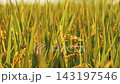 Golden rice stalks shining in the setting sun, harvest time. 143197546