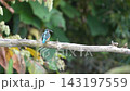 The moment a kingfisher catches a fish by slamming it against a branch. 143197559