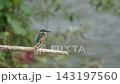 A kingfisher perched on a branch. 143197560