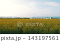 Golden rice paddies and suburban townscapes: a quintessential Japanese rural landscape as harvest season approaches. 143197561