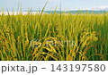 Golden rice stalks and autumn rice paddies 143197580