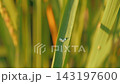 A single water droplet glistening on a rice leaf. 143197600