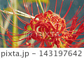 Red spider lilies spreading out radially 143197642