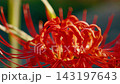Red spider lilies spreading out radially 143197643