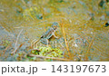 A small frog in the shallow muddy water of a rice paddy. 143197673