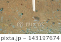 A small frog in the shallow muddy water of a rice paddy. 143197674
