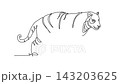 Self drawing animation of single line draw wild tiger running swiftly across the jungle floor. Speed, strength, and striped body of tropical rainforest predator. Continuous line. Full length animated 143203625