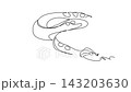 Animated self drawing of continuous line draw a wild python snake coiled closely on the jungle ground with patterned scaly body. Stealthy tropical rainforest reptiles. Full length one line animation 143203630