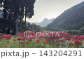 [Yamaga City, Kumamoto Prefecture] Spider lilies blooming in the terraced rice fields of Bansho and the rural scenery of early autumn. 143204291