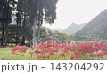 [Yamaga City, Kumamoto Prefecture] Spider lilies blooming in the terraced rice fields of Bansho and the rural scenery of early autumn. 143204292