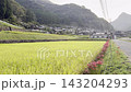 [Yamaga City, Kumamoto Prefecture] Spider lilies blooming in the terraced rice fields of Bansho and the rural scenery of early autumn. 143204293