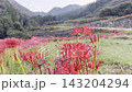 [Yamaga City, Kumamoto Prefecture] Spider lilies blooming in the terraced rice fields of Bansho and the rural scenery of early autumn. 143204294