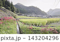 [Yamaga City, Kumamoto Prefecture] Spider lilies blooming in the terraced rice fields of Bansho and the rural scenery of early autumn. 143204296