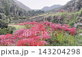 [Yamaga City, Kumamoto Prefecture] Spider lilies blooming in the terraced rice fields of Bansho and the rural scenery of early autumn. 143204298