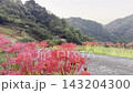 [Yamaga City, Kumamoto Prefecture] Spider lilies blooming in the terraced rice fields of Bansho and the rural scenery of early autumn. 143204300