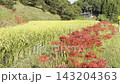 [Yamaga City, Kumamoto Prefecture] Spider lilies blooming in the terraced rice fields of Kahoku Town and the rural scenery of early autumn. 143204363