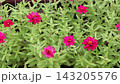 百日草 143205576