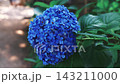 Hydrangeas at Daio Wasabi Farm in Azumino City, Nagano Prefecture 143211000