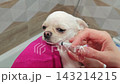 Chihuahua receives medicine through a syringe in a home setting 143214215