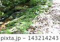 Beautiful natural scenery of a mountain stream 143214243