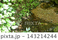 A small, clear stream flows through a lush green forest. 143214244