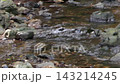 Mountain stream water flow 143214245