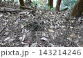 Fallen leaves and water's edge spread across the forest floor 143214246
