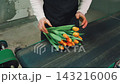 Worker assembles and lifts compact orange tulip bouquet above dark worktable in floral workshop, hands arranging stems and leaves on semi-automatic bundling line 143216006