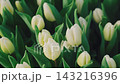 Dense cluster of white tulip buds with fresh green leaves in soft spring close-up, calm garden floral backdrop. Growing flowers in a controlled greenhouse environment. Holiday industry. Small business 143216396