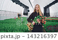 Young female farmer walks inside bright greenhouse holding armful of freshly cut tulips, centered among dense green rows with hanging fans, soft daylight, calm commercial floriculture mood. 143216397