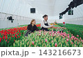 Young greenhouse workers inspect blooming tulips among dense flower rows inside bright covered tunnel, showing careful hand selection, organized floriculture, and calm farm production in soft daylight 143216673