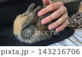 Close-up of a decorative mini rabbit lying on knees, gently petted by a child's hand. The relaxed rabbit symbolizes love, care, and bonding with a beloved pet. High quality 4k footage 143216706