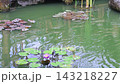 Garden pond water ripples around water lilies and broad green pads. Pink purple blossoms remain near rocky edge as reflections shimmer, bringing peaceful natural mood to this tranquil setting. 143218227
