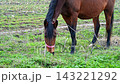 Bay Horse Grazing in Meadow 143221292