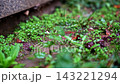 Rain Falling on Green Grass Macro 143221294