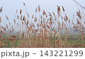 Dry Reed Waving in Wind Near Field 143221299