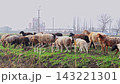 Sheep Flock Walking in Rural Autumn Scene 143221301