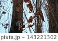 Dry Poplar Leaves Moving in Wind 143221302