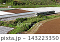 早朝のレタス街道を走る小海線と高原野菜畑を捉えたドローン空撮（長野県南佐久郡）Nagano 143223350