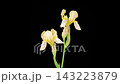 Iris Blossoms. Blooming Yellow Iris Flower on Black Background. Time Lapse. 4K. 143223879