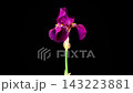 Iris Blossoms. Blooming Red Yellow Iris Flower on Black Background. Time Lapse. 4K. 143223881
